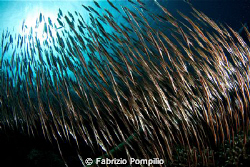 branco pesci lametta by Fabrizio Pompilio 